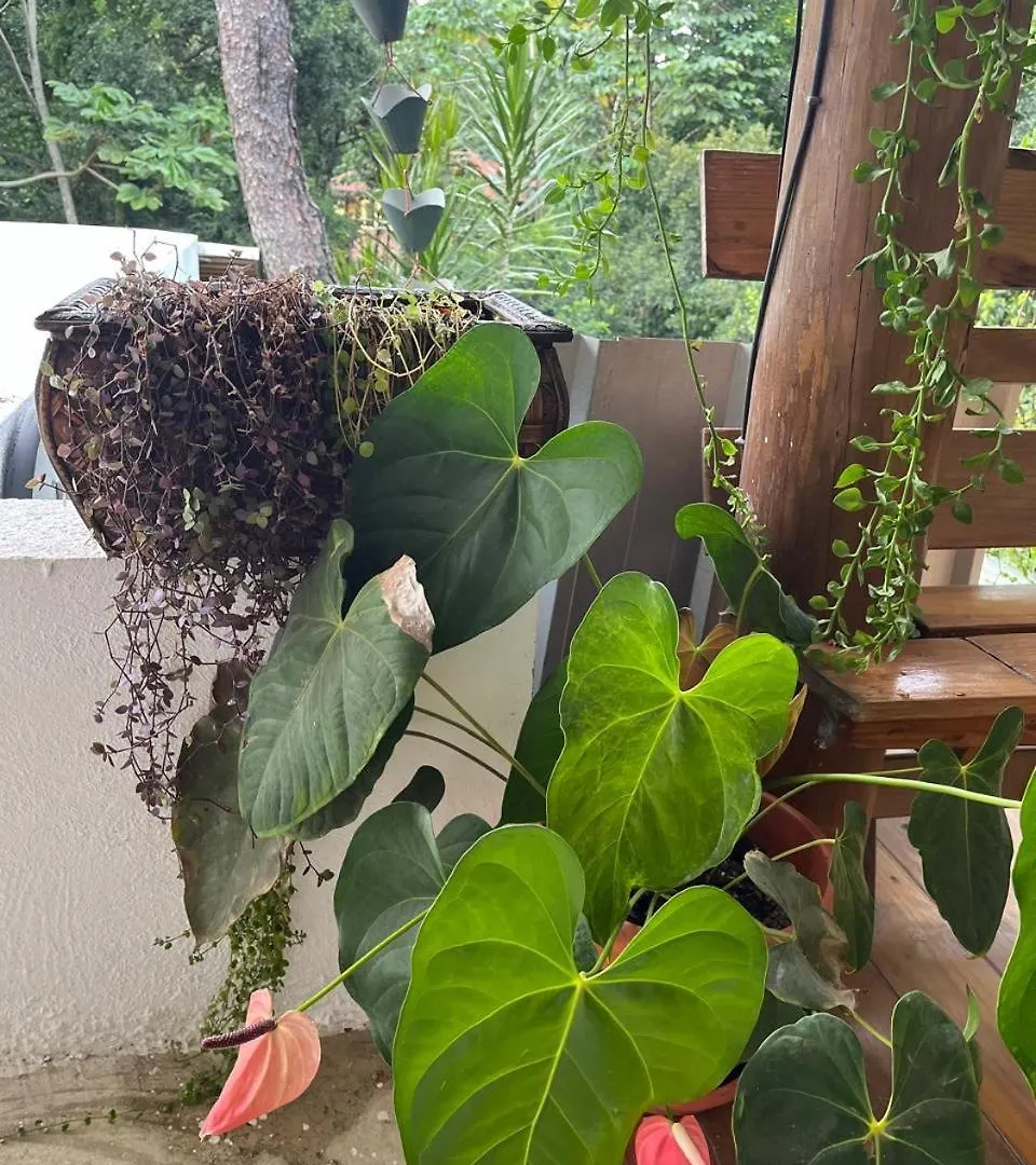 Chalet In Jarabacoa Villa Candita